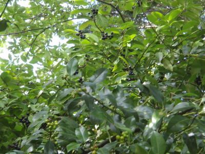 Verda foliaro