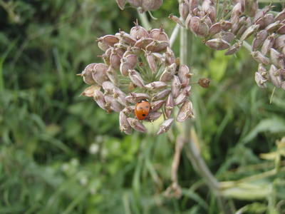 Kokcinelo