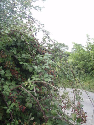 Rubusarbusto