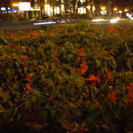 Flowers at a road crossing in central Kyiv