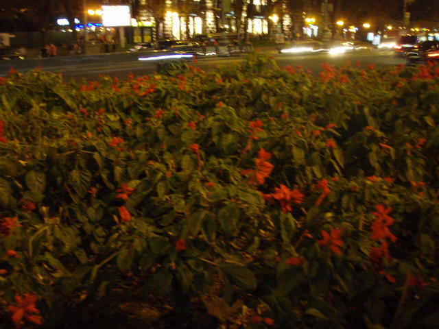 Flowers at a road crossing in central Kyiv
