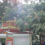 "Fast Food"