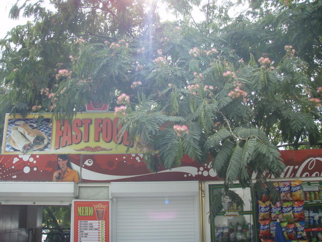 "Fast Food"