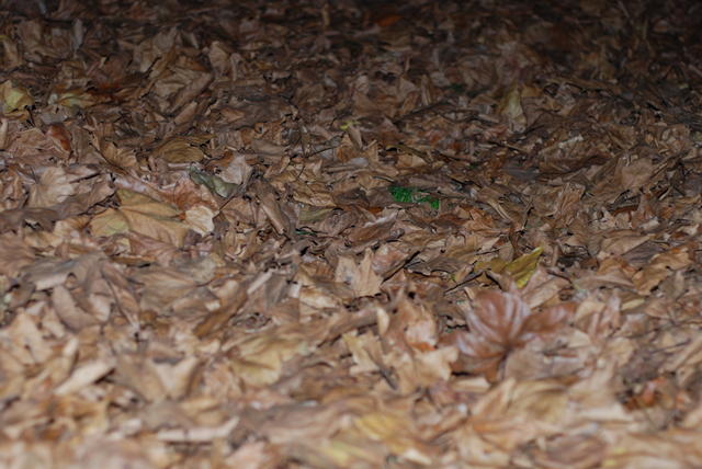 Surgrundaj folioj