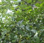 Verda foliaro