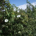 Blankaj floroj