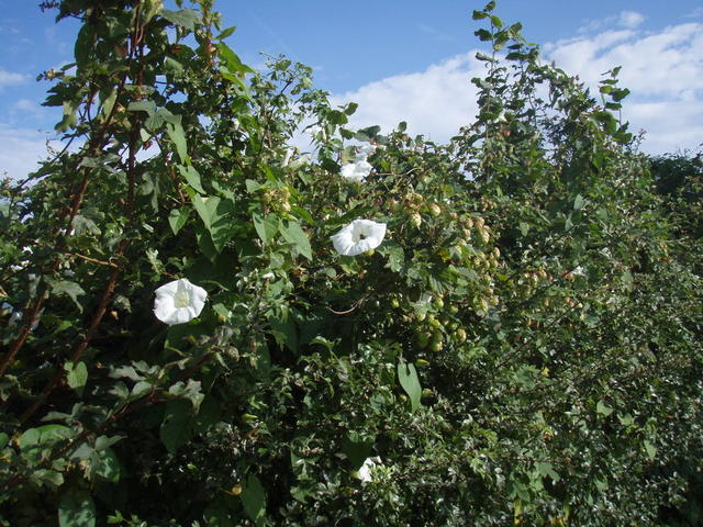 Blankaj floroj