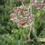 Kokcinelo