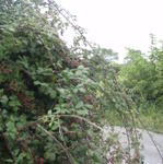 Rubusarbusto